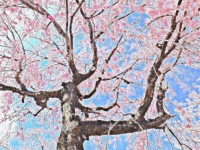 紅枝垂れ桜（牛久東さくらんぼ公園）
