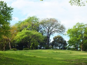 折田公園の新緑